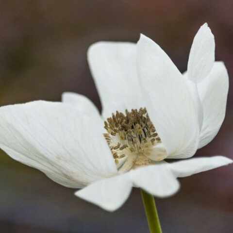 Anemone coronaria bianca [Vaso 14cm]