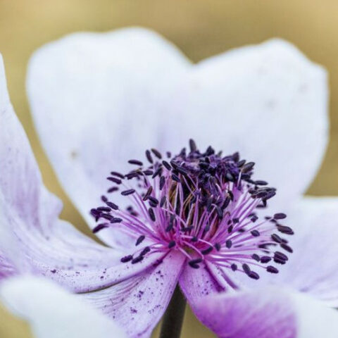 Anemone coronaria bianca-viola [Vaso 14cm]
