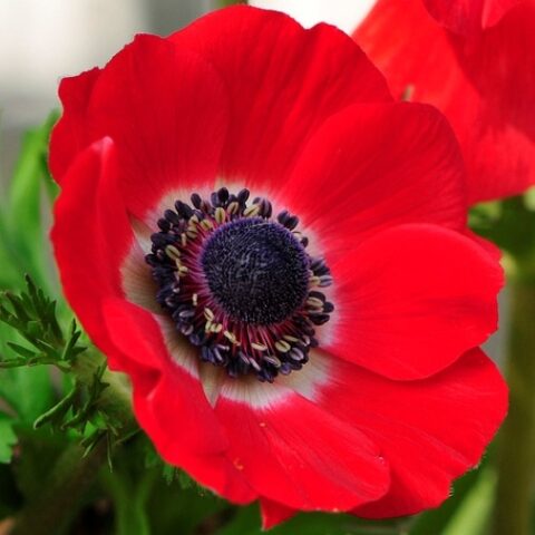 Anemone coronaria rossa [Vaso 14cm]