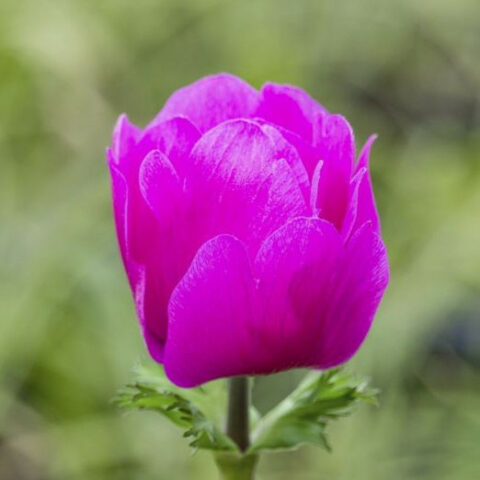 Anemone coronaria lilla [Vaso 14cm]