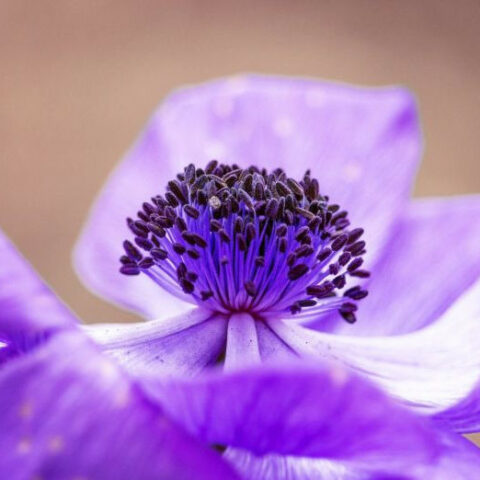 Anemone coronaria viola [Vaso 14cm]