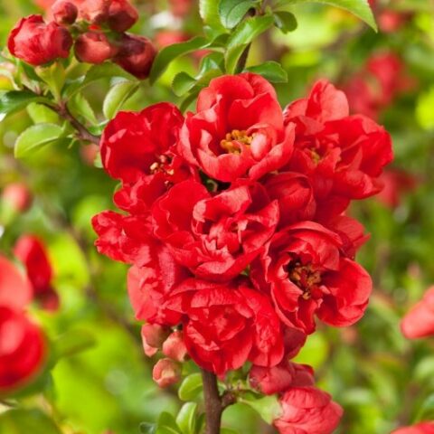 Chaenomeles x superba "Red Joy" [Vaso 18cm]