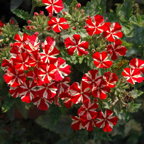Verbena "Estrella Voodoo Star" [Vaso 10,5cm]