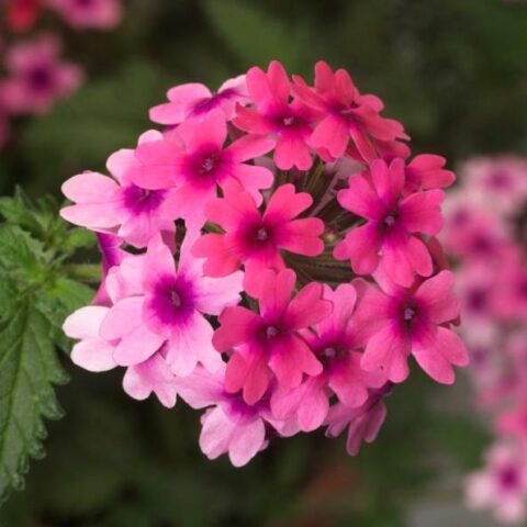 Verbena "Lanai Bright Eye" [Vaso 10,5cm]