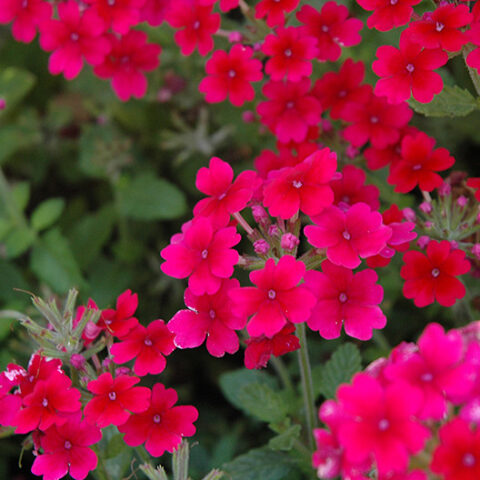 Verbena "Lanai Raspberry" [Vaso 10,5cm]