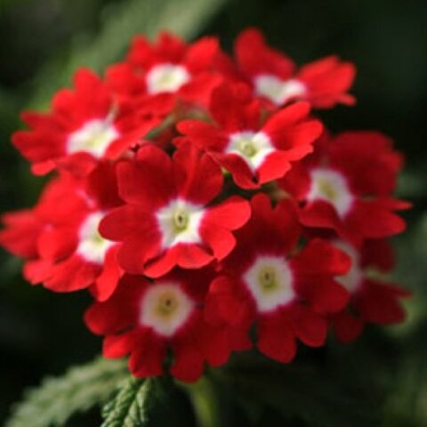 Verbena "Lanai Scarlet With Eye" [Vaso 10,5cm]