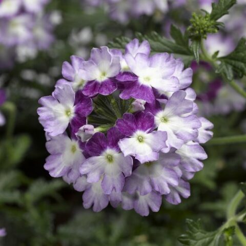 Verbena "Lanai Twister Violet" [Vaso 10,5cm]