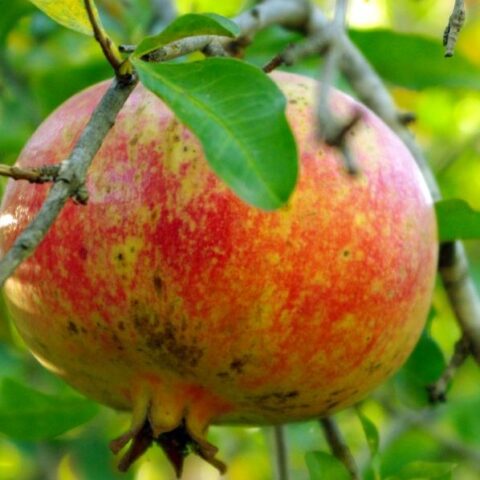 Punica granatum "Fina Tendral" - alberello (Melograno) [Vaso 26cm]