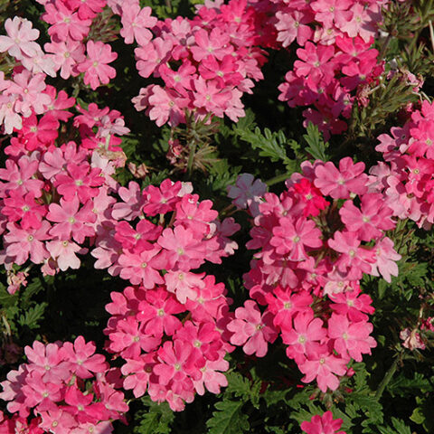 Verbena "Lanai Bright Pink" [Vaso 10,5cm]