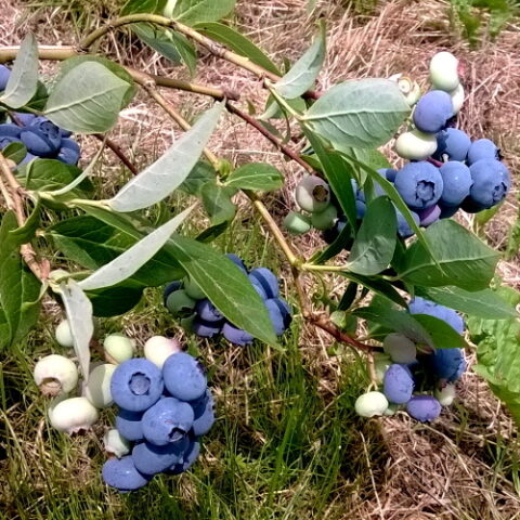 Mirtillo Americano "Toro" - Medio (Vaccinium corymbosum) [Vaso 15cm]