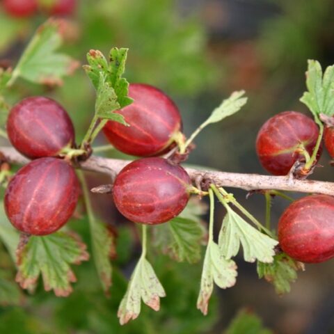 Uva Spina Rossa "Captivator" (Ribes grossularia) [Vaso 14cm]