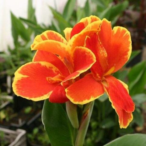 Canna indica "Pretoria" [Vaso 11cm]