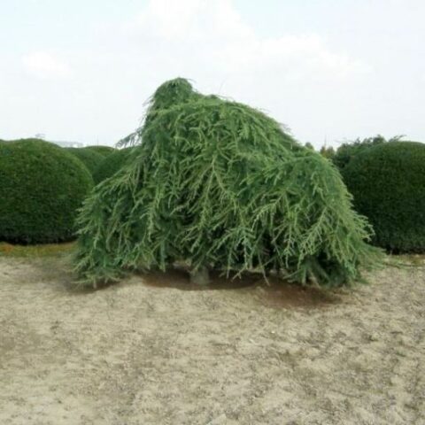 Cedrus deodara pendula (Cedro dell'Himalaya) [H. 90-100 cm.]