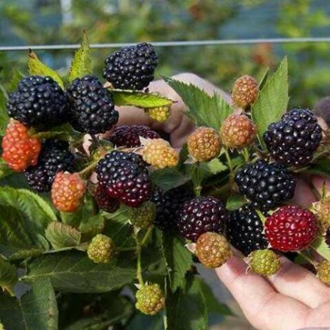 Mora "Reuben" Rifiorente (Rubus fruticosus) [Vaso 1,5 Litri]