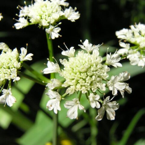 Oenanthe fistulosa (Finocchio acquatico) [Vaso 18cm]