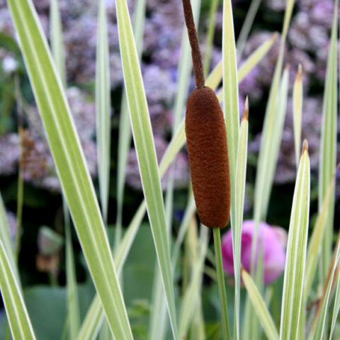 Typha latifolia "Variegata" (Tifa) [Vaso 9cm]