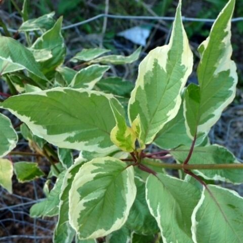 Cornus alba "Cream Cracker" [Vaso 18cm]