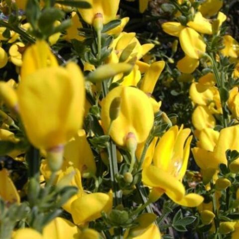 Cytisus "Golden Sunlight" (Ginestra) [Vaso 14cm]