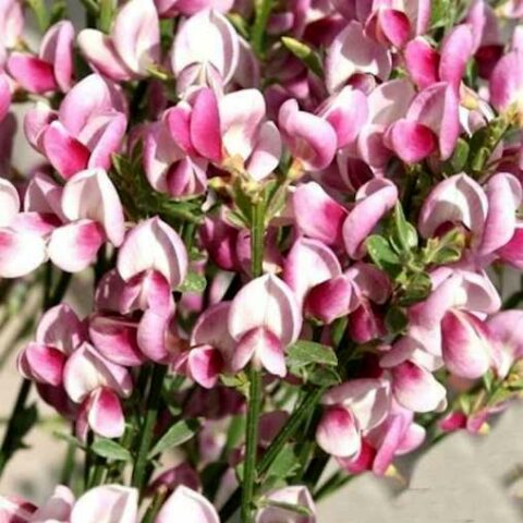 Cytisus scoparius "Mrs Norman Henry" (Ginestra) [Vaso 18cm]