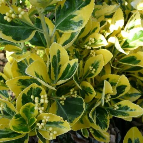 Euonymus japonicus "Marieke" (Evonimo del Giappone)