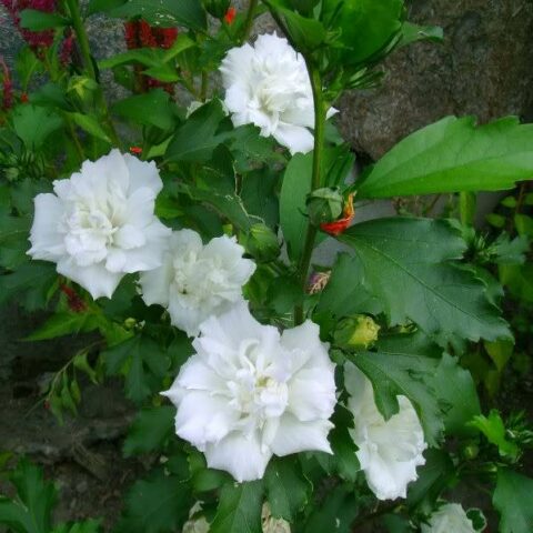 Hibiscus syriacus "Admiral Dewey" (Ibisco) [Vaso 24cm]