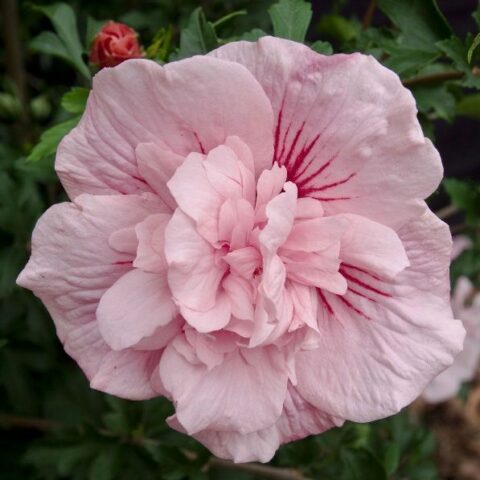 Hibiscus syriacus "Pink Chiffon" (Ibisco)