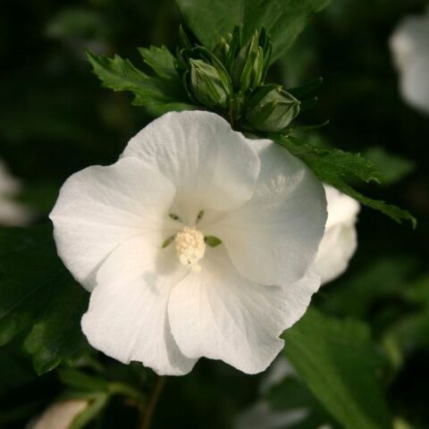 Hibiscus syriacus "Totus Albus" (Ibisco) [Vaso 19cm]