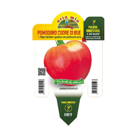 Pomodoro a Cuore di Bue F1 innestato [Vaso 14cm]