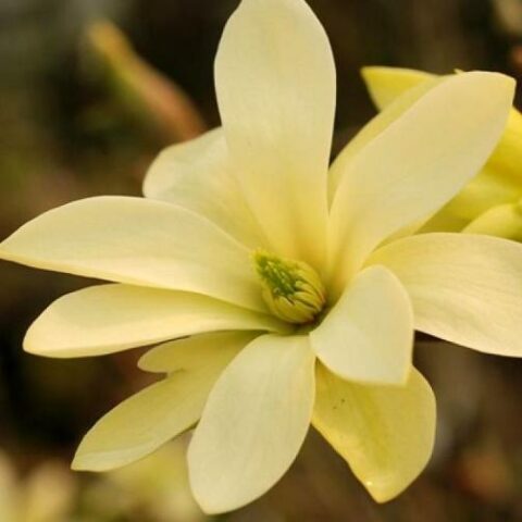 Magnolia stellata "Gold Star" [Vaso 11 litri]