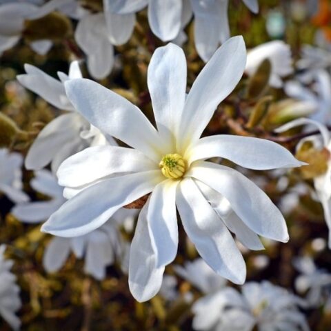 Magnolia stellata "Royal Star" [Vaso 11 litri]