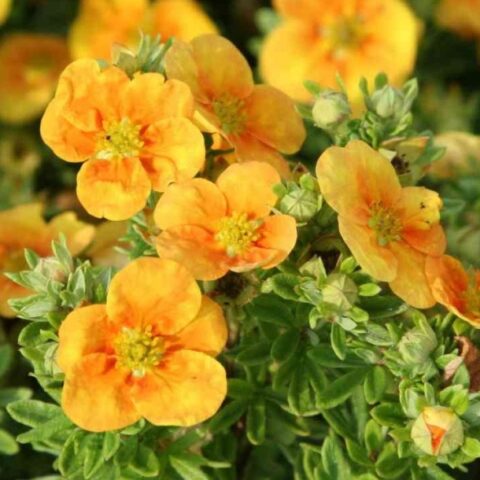 Potentilla fruticosa "Mango Tango" [Vaso 15cm]