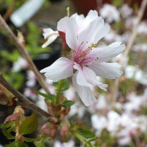 Prunus incisa "Mikinori" (Ciliegio da fiore) [H. 40 cm.]