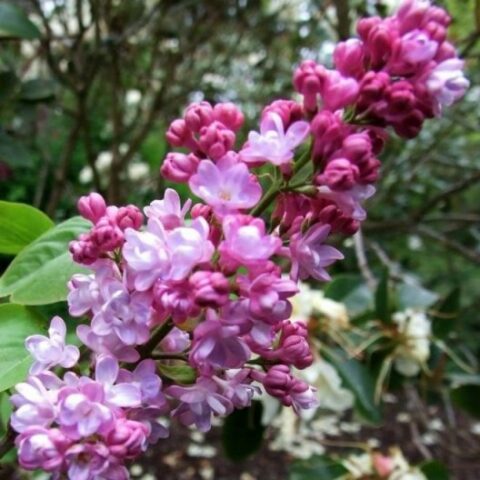 Syringa vulgaris "Belle de Nancy" (Lill) [Vaso 11 litri]