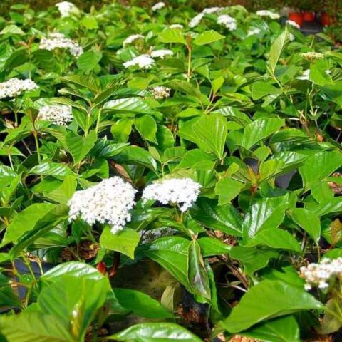 Viburnum odoratissimum (Viburno dolce) [Vaso 18cm]