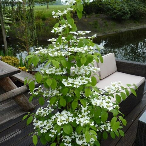 Viburnum plicatum "Kilimanjaro" (Viburno) [Vaso 24cm]