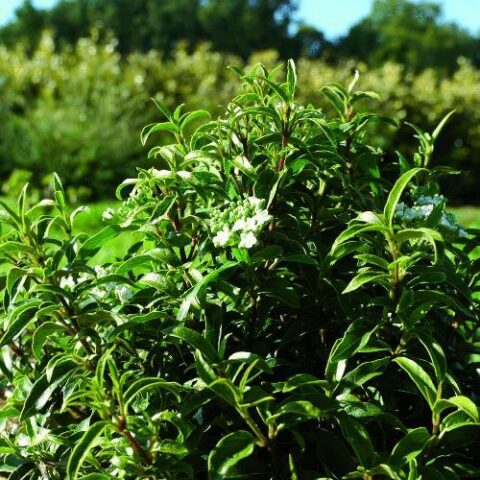 Viburnum tinus "Royal Baby" (Viburno) [Vaso 24cm]