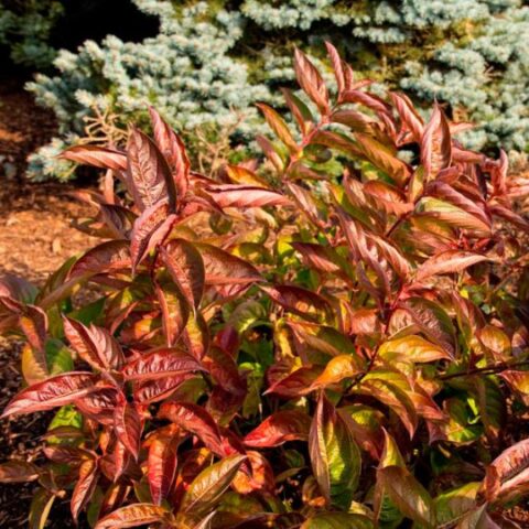 Weigela florida "Wings of Fire" [Vaso 19cm]