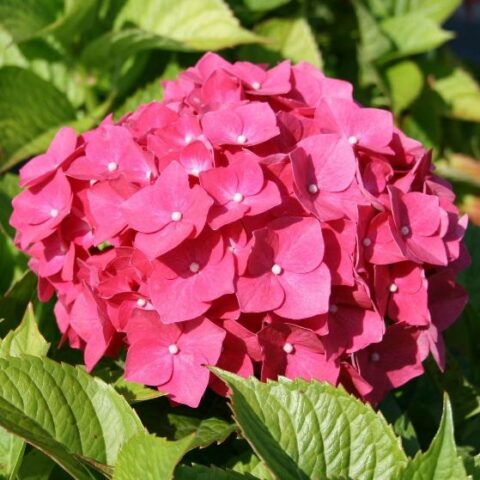 Hydrangea macrophylla "Leuchtfeuer" (Ortensia) [Vaso 18cm]
