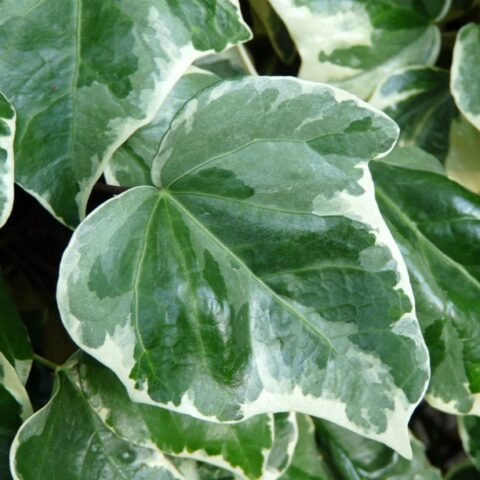 Hedera helix "Souvenir de Marengo" (Edera) [Vaso 18cm]