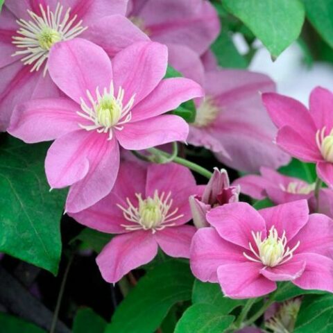 Clematis boulevard "Alaina" (Clematide) [Vaso 19cm]