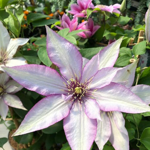 Clematis boulevard "Samaritan" (Clematide) [Vaso 15cm]