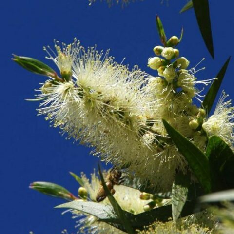 Callistemon citrinus "Albus" [Vaso 14cm]