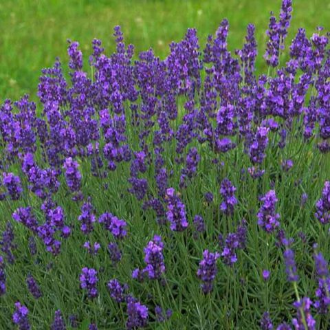 Lavandula angustifolia "Blue River" (Lavanda) [Vaso 19cm]