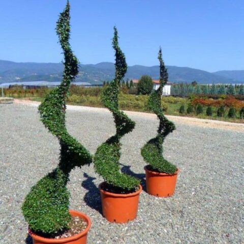 Ligustrum jonandrum - SPIRALE (Ligustro)