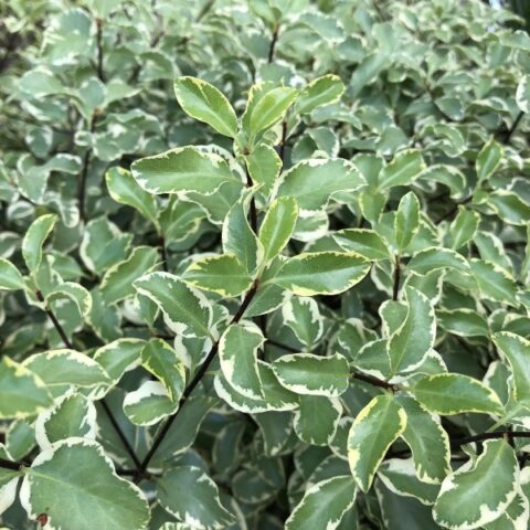 Pittosporum tenuifolium "Silver Queen" (Pittosporo o Pitosforo)