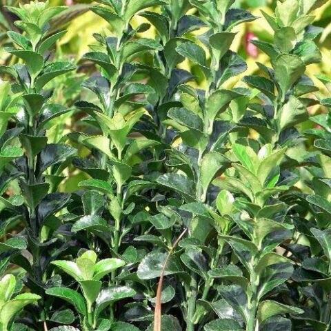 Euonymus japonicus "Green Spire" (Evonimo del Giappone) [Vaso 18cm]