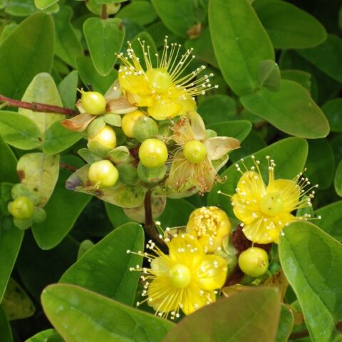Hypericum x inodorum "Magical Sunshine" [Vaso 9 Litri]