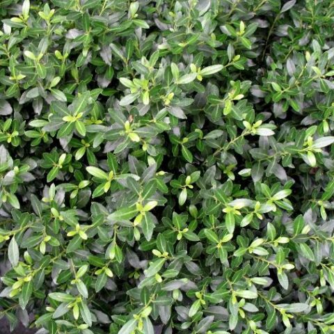 Ilex crenata "Kinme" (Agrifoglio)