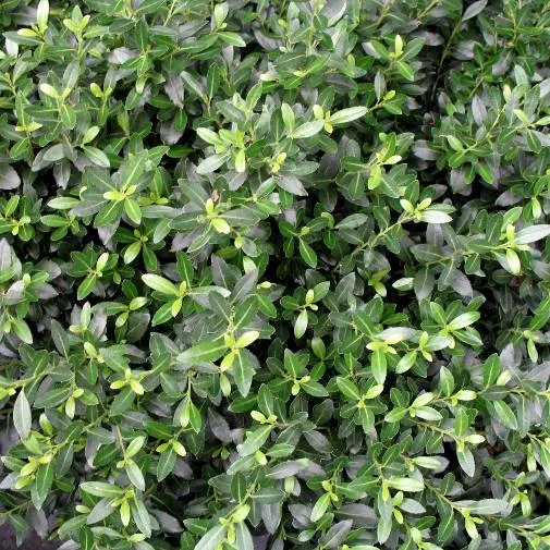 Ilex crenata "Kinme" (Agrifoglio)
