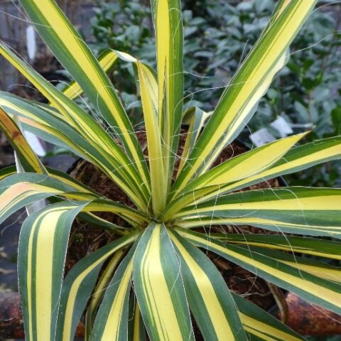 Yucca filamentosa "Color Guard" [Vaso 18cm]